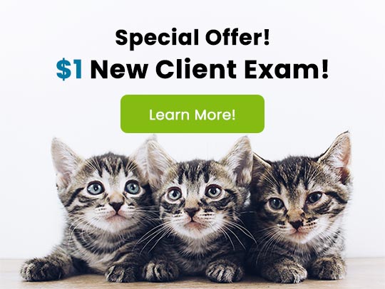 Special Offer! $1 New Client Exam!