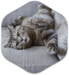 Gray cat laying on gray couch.