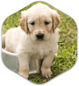 Golden retriever puppy sitting in a bowl outside.