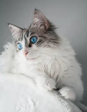 White cat sitting on a white couch.