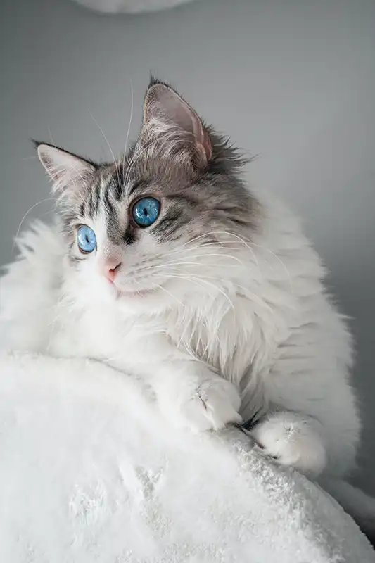 White cat sitting on a white couch.