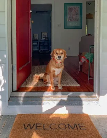 Brown dog sitting in doorway with a welcome mat in front of him.