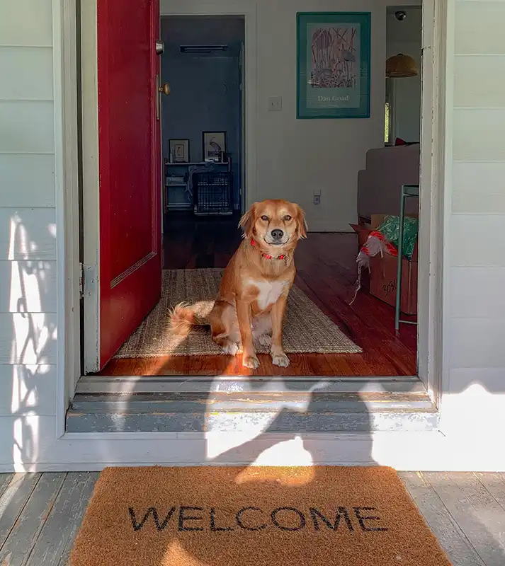 Brown dog sitting in doorway with a welcome mat in front of him.