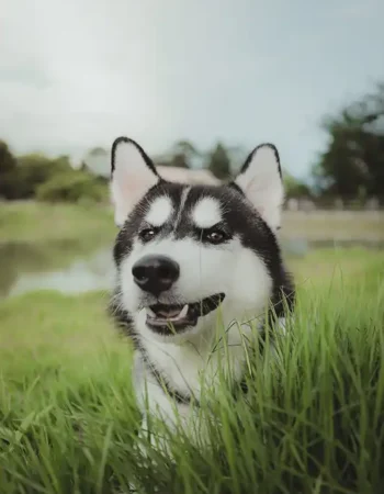 Husky dog sitting in a field of grass with a lake in the background.