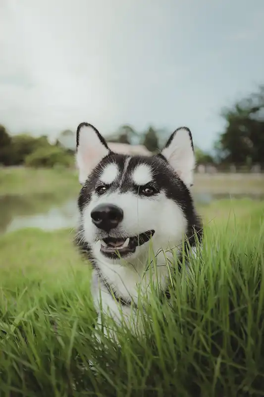 Husky dog sitting in a field of grass with a lake in the background.