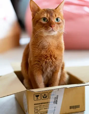 Orange cat sitting in a cardboard box.