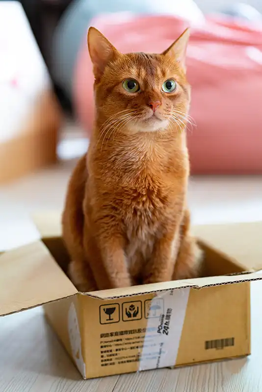 Orange cat sitting in a cardboard box.