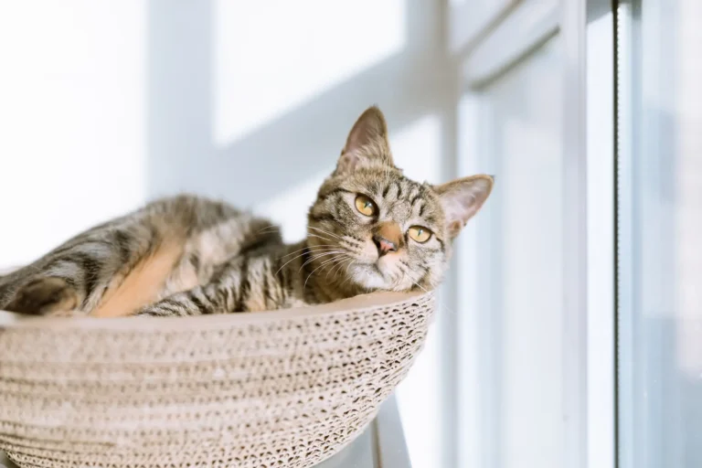 Easy Ways To Keep Your Cat Happy