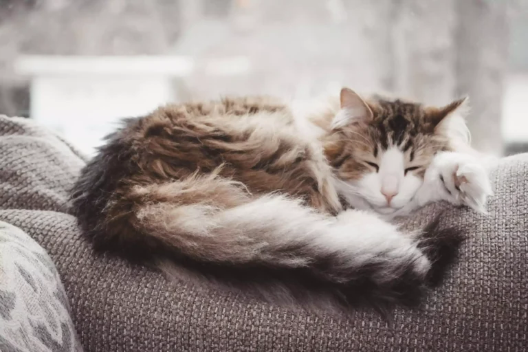 Taking Care Of A Longhaired Cat