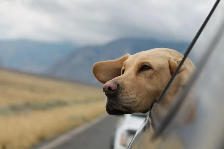 Taking Trips With Your Pet