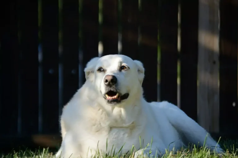 Autumn With Senior Pets 