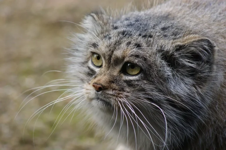 Kitty Obesity: Is Fluffy Really Just Fluffy?