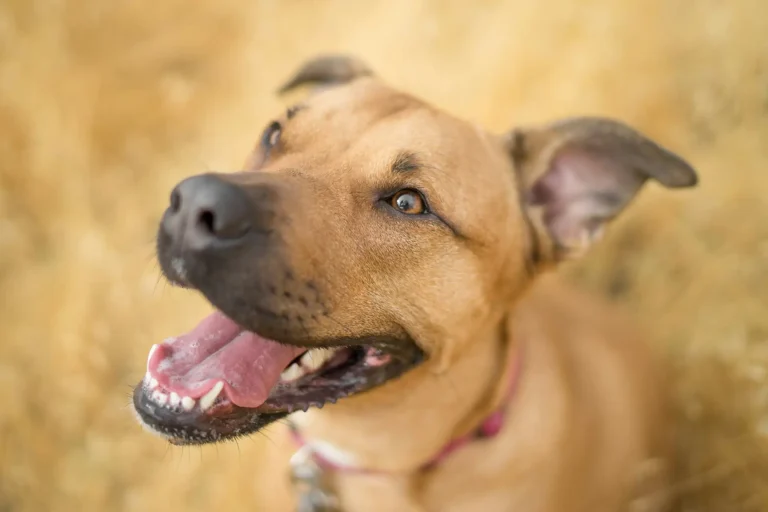 Dental Care for Dogs and Cats: What Every Owner Should Know