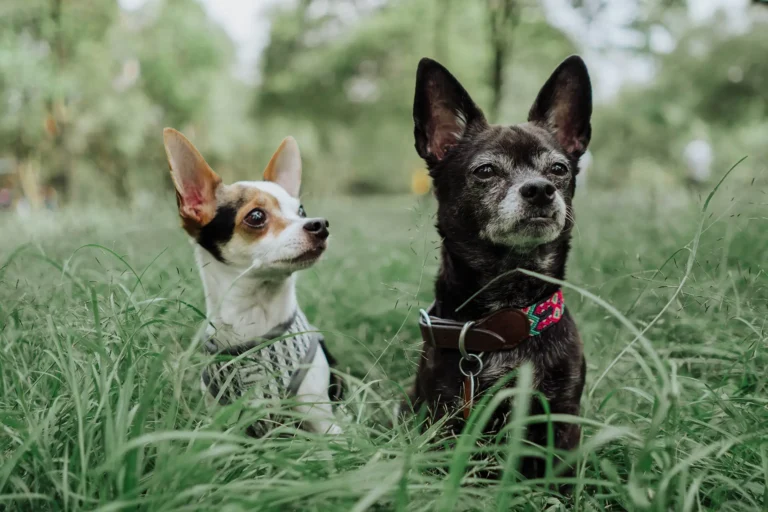 Parasite Prevention 101: Protecting Your Pets from Fleas, Ticks, and Worms