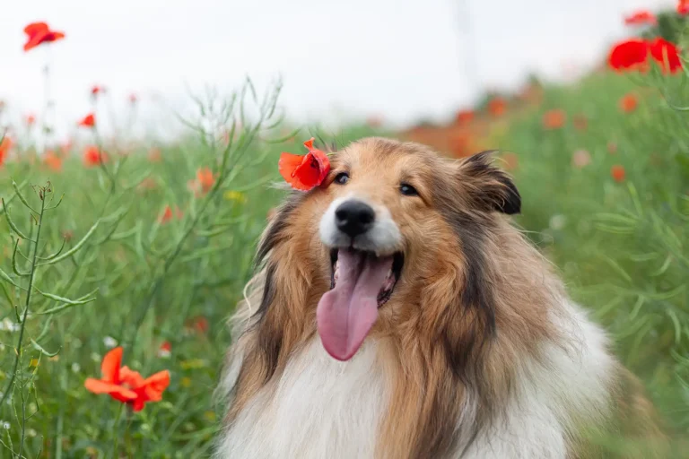 How to Help Your Overweight Pet Get Back on Track