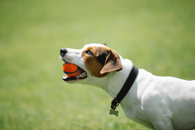 Dental Care for Dogs: Why Oral Health Matters