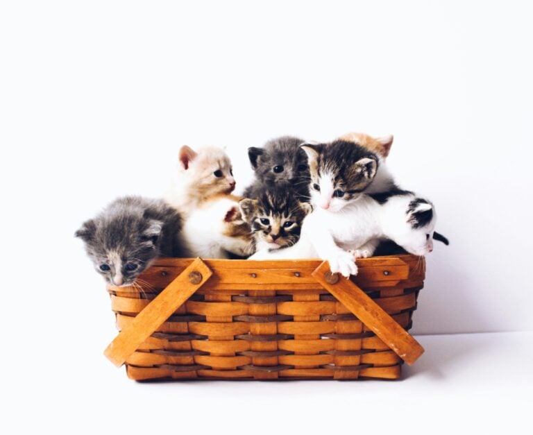 Essential Cat Care Tips 