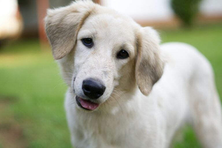 pale dog outdoors tilting its head