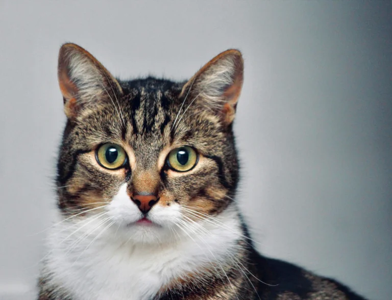 tabby cat with a slightly confused look