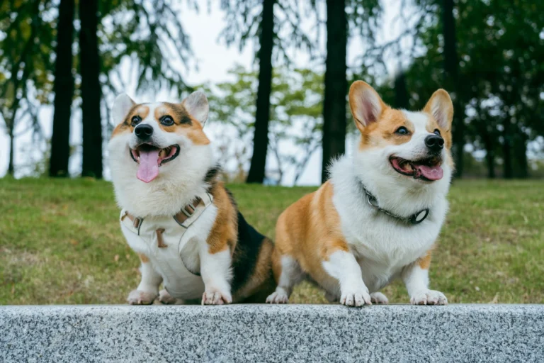 Two happy Corgi dogs stand side-by-side on a stone ledge in front of a grassy park with trees.