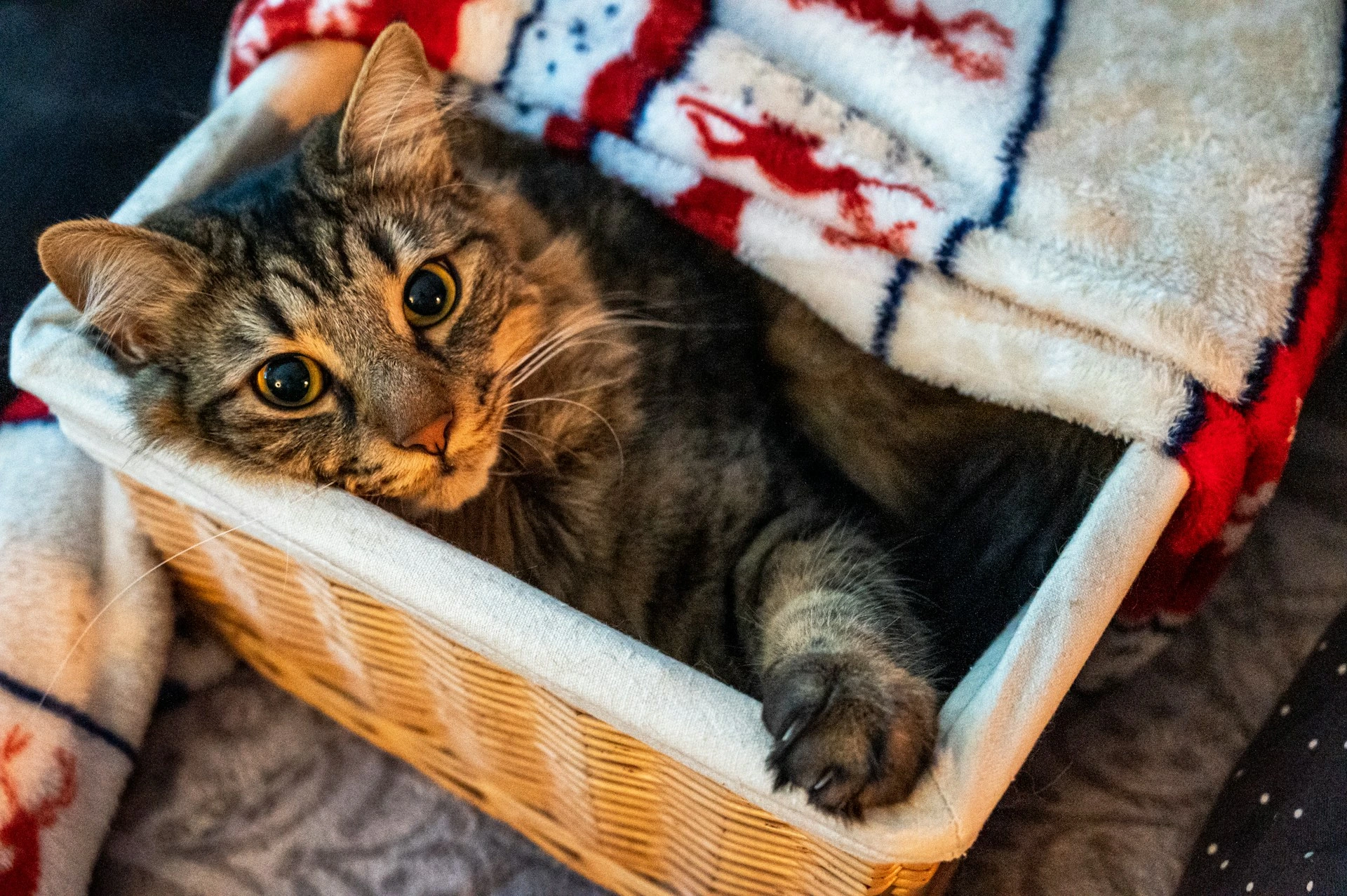 A long-haired tabby cat peeks out from inside a wicker basket under a patterned blanket.