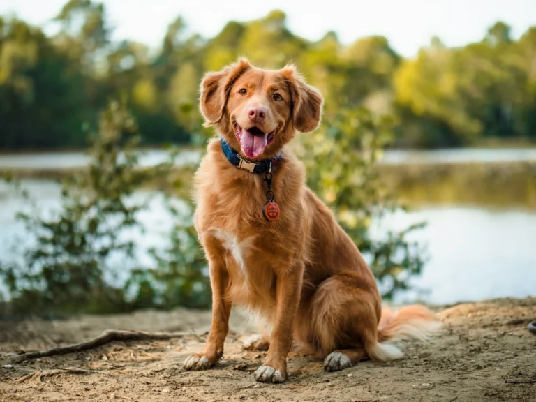 A happy golden-brown dog sits smiling with its tongue out on a sandy bank near a body of water.