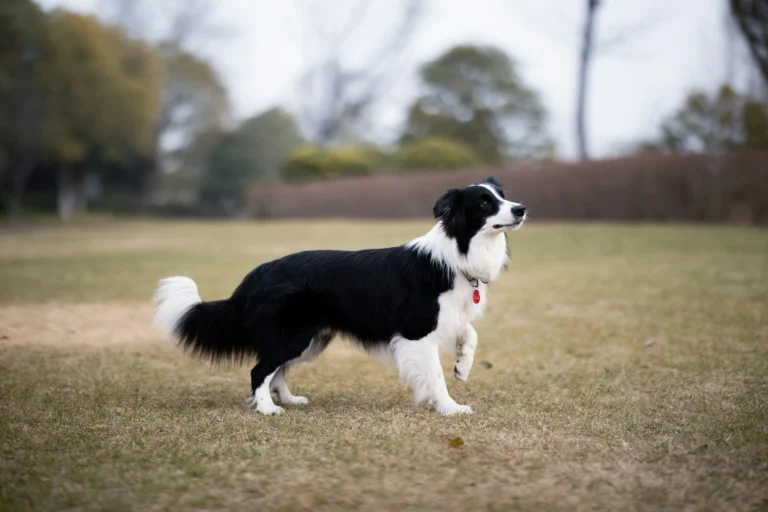 A Border Collie stands on a grassy field, lifting one front paw while looking off to the side.