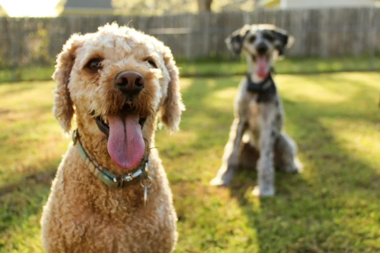 A curly-coated dog with its tongue out, while another dog sits blurred in the background on a sunny lawn.