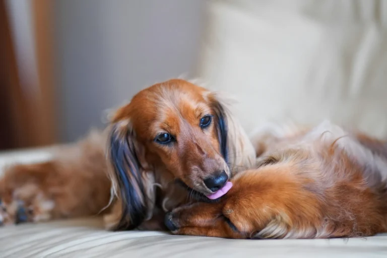 Two dachshunds lie together on a couch, with one dog gently grooming the head of the other.