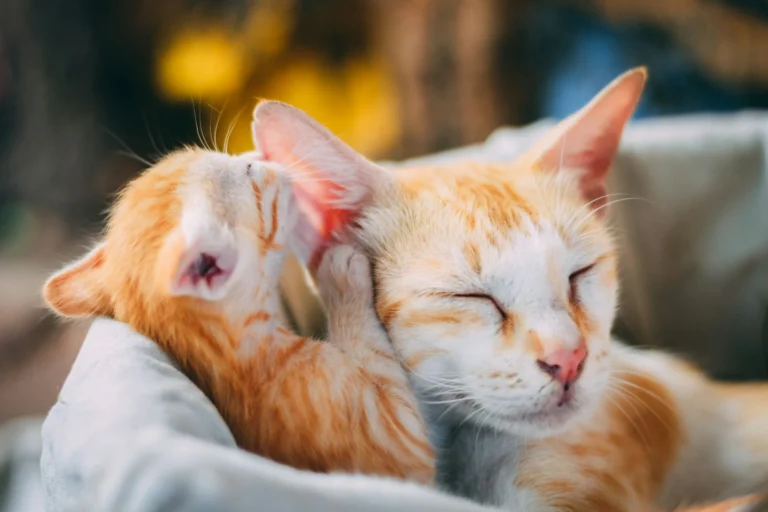 An orange kitten rests its head on an adult orange and white cat.