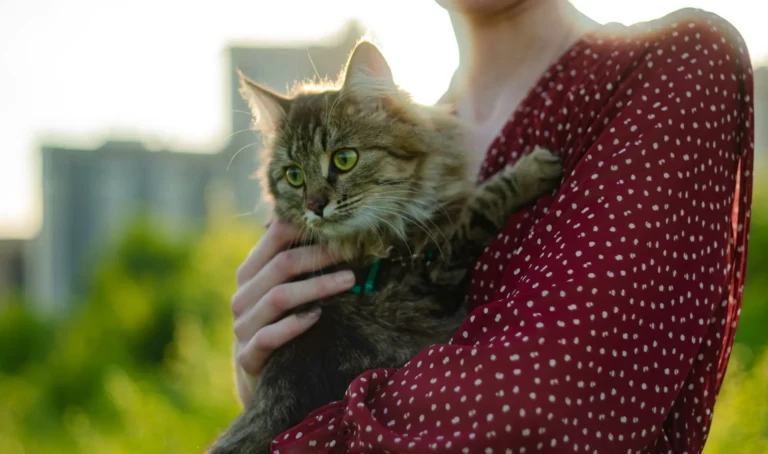 A person in a red and white polka dot dress holds a fluffy tabby cat with bright green eyes outdoors.